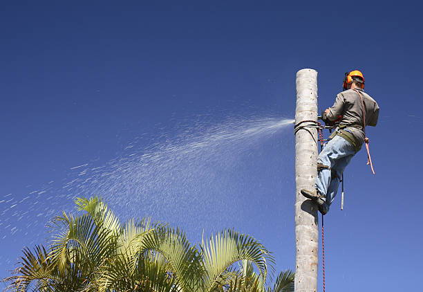 Professional Tree Care in Mcnair, VA