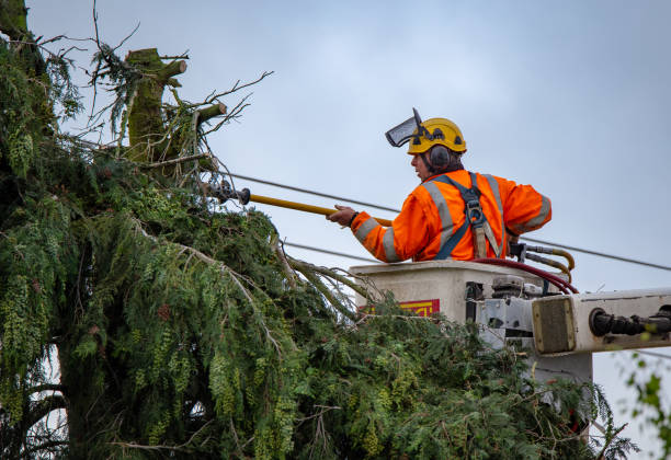 How Our Tree Care Process Works  in  Mcnair, VA
